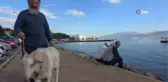 Bu keçi inatçı değil, 'Nazlı'