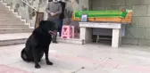 Gazete dağıtıcısı sahibinin tabutunun başından bir an olsun ayrılmadı