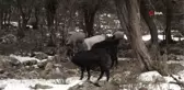 Konyaaltı'ndan ağılı çöken vatandaşa çadır desteği