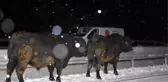 TIR devrildi, anguslar yola düştü