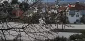 Kış mevsiminde çiçek açan erik ağacı görenleri şaşırttı