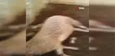 Aç kalan kurtlar ağıldaki 6 koyunu telef etti