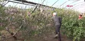 SİLİFKE'DE NEKTARİN AĞAÇLARI ÇİÇEK AÇTI