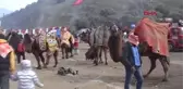 DEVE GÜREŞİ FESTİVALİNİ BİNLERCE KİŞİ İZLEDİ