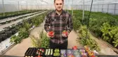 SEVGİLİLERE MİNİ SEBZELER, YENİLEBİLİR ÇİÇEKLER