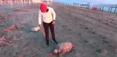 Son dakika... ÖLÜ CARETTA CARETTA SAHİLE VURDU