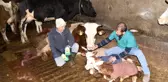 Balıkesirli besiciye üçüz buzağı sürprizi