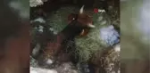 Bir haftadır kayıp olan inek çukura sıkışmış olarak bulundu