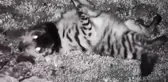 Çizgili sırtlan fotokapanla görüntülendi
