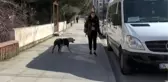 Ataşehir'de pitbull paniği