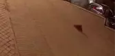 Aydın'da trajikomik olay... Ayakkabı hırsızı kedi çıktı