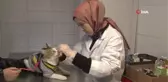 Dünya Kediler Günü'nde kediler ücretsiz muayene edildi