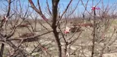 MUT'TA KAYISI AĞAÇLARI ÇİÇEK AÇMAYA BAŞLADI