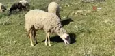 Çoban deyip geçmeyin... Koyun güderek 1000 dönüm arazi satın aldı