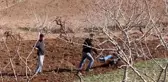443 aile kentten kırsala göç ederek tarımsal üretime başladı
