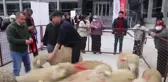 Afetzede 90 kadın çiftçiye 936 küçükbaş hayvan dağıtıldı