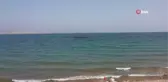 Şanlıurfa'da balık tutma yarışması renkli görüntülere sahne oldu