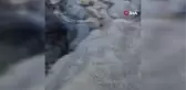 200 milyon yıldır var olan Mersin Balığı Gümüşhane'de görüldü