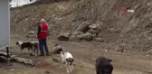 İlkadım ve Atakum'dan sokak hayvanlarına mama desteği