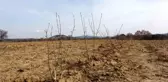 Kızılderililerin soğuk algınlığında kullandığı 