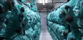 Köylü kadınlar kolları sıvadı, mantar üretmeye başladı