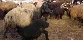 Koyunların bu özelliğini kimse bilmiyordu! Okuyanlar, gözyaşlarını tutamıyor