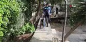 Doruk, tekerlekli sandalyesine kavuştu