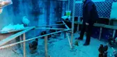 Lise öğrencileri hayallerini gerçekleştirmek için tavuk yetiştirip, yumurta üretiyor