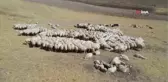 Sivas'ta hayvancılık yaygınlaşıyor... 
