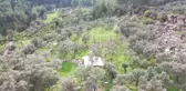 AB'den coğrafi işaretli Milas zeytinyağı piyasada 