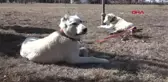 AKBAŞ ÇOBAN KÖPEKLERİNİN IRK GEÇMİŞLERİ İNCELENECEK