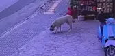 Marketten cips çalan köpek kameraya yakalandı