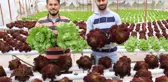 İşçiliği bırakıp çiftçiliğe başladılar, yılda 8 hasat yapıyorlar