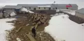 Son dakika... KUZULAR İLE ANNELERİ KAVUŞTU; O ANLAR KAMERADA