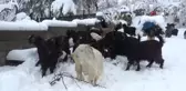 Doğal yaşam alanları karla kaplanan dağ keçileri ağaç dallarıyla beslendi