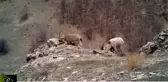Türkiye'nin yaban hayatı zenginliği fotokapanlara yansıdı