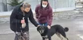'Uçan tekme'li köpek besleme kavgası