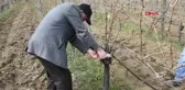 TEKİRDAĞ'DA ALTIN MAKAS BAĞ BUDAMA YARIŞMASI