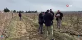 Tekirdağ'da bağ budama yarışması