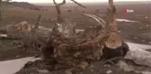 Asırlık ağaçlar kurtarılmayı bekliyor