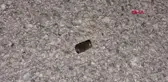 Evinin önünde silahlı saldırıya uğrayan kadın, yaralandı