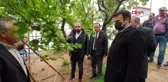 MUT'TA ÖRTÜALTI ERİK HASADI BAŞLADI