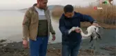 Ayağı kırılan flamingoyu kurtardılar... İlk müdahaleyi vatandaş yaptı
