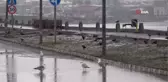 Van Gölü'ne martılar akın etti