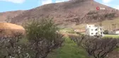 Yangın bölgesinde çağla hasadı... Kilosu 100 liradan satılıyor