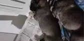 KIRIKKALE - Annesini ememeyen kangal cinsi köpek yavrusunun inlemesi yürek burktu