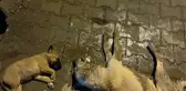 OSMANİYE'DE SOKAK KÖPEKLERİNİN ZEHİRLENDİĞİ İDDİASI