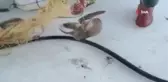 Yavru caretta caretta ağa takıldı