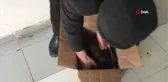 İş yeri önünde doğum yapan kediye sahip çıktılar