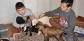 Donmasınlar diye eve aldıkları üçüz oğlaklara çocukları gibi bakıyorlar